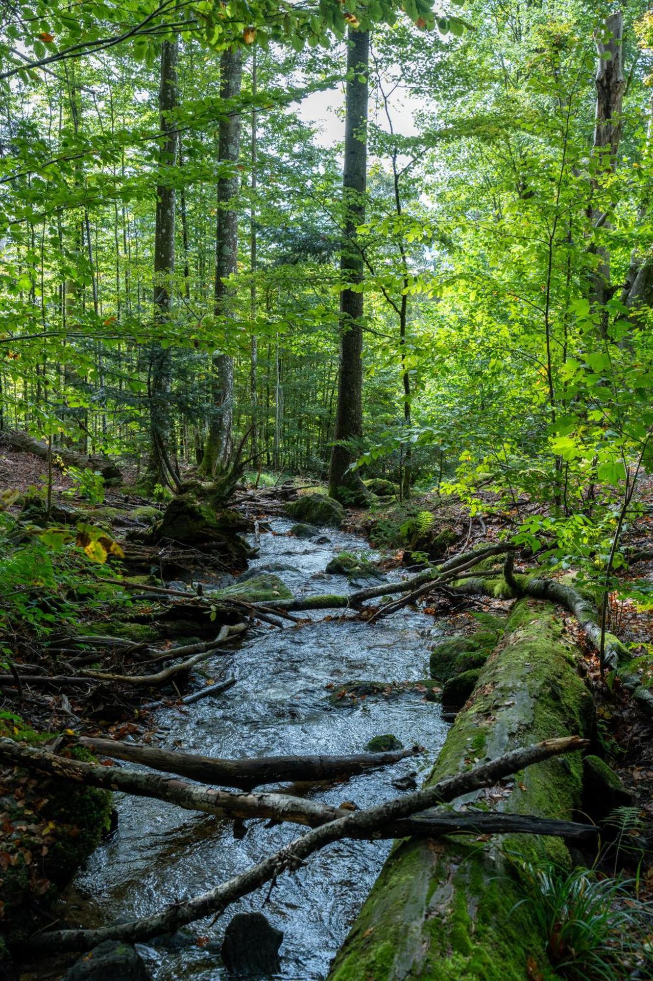 Grosser Arber, Wandern & Sauna, Gemuetliches Apartment Im Nationalpark Bayerischen Wald Линдберг Екстериор снимка
