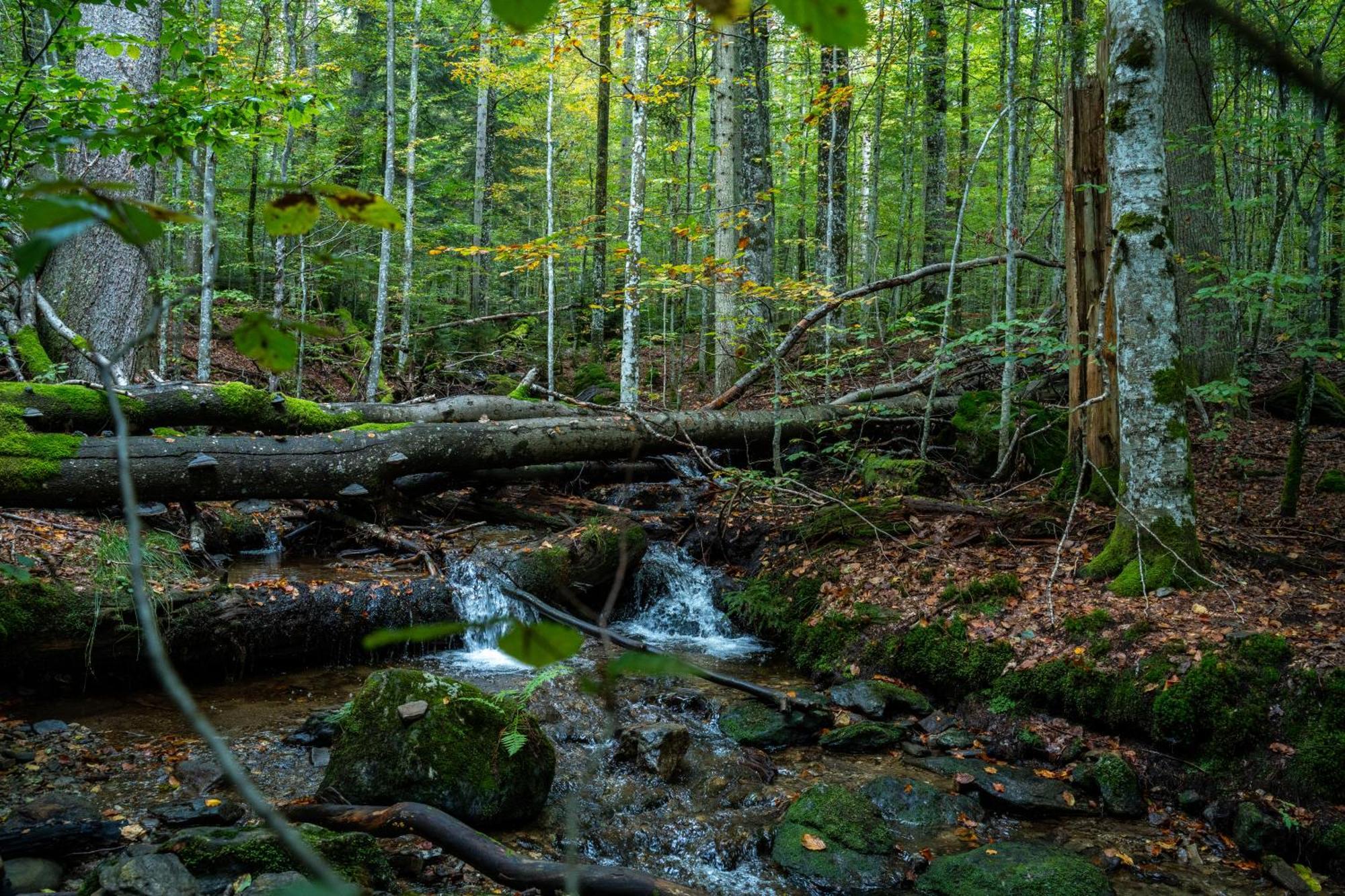 Grosser Arber, Wandern & Sauna, Gemuetliches Apartment Im Nationalpark Bayerischen Wald Линдберг Екстериор снимка